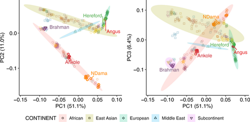 Genomic analysis shows there are five main cattle sub-types, here labelled by continent.[62]