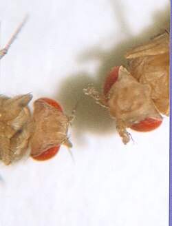 Wild type (left), Antennapedia mutant (right)