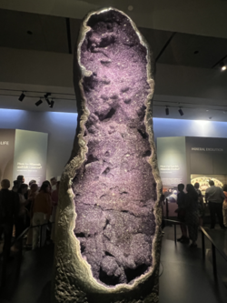 A 3.7 meters tall, 4 ton amethyst geode on display at the American Museum of Natural History collected from Artigas, Uruguay.