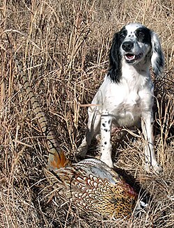 Field line English Cocker Spaniel has brought in the quarry