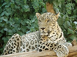 A Persian leopard, native to the Iranian Plateau