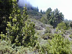 Low shrubland in Hawaii