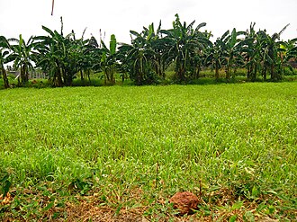 Sorghum grown as forage crop.