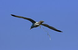 A herring gull (Larus argentatus) excreting waste near Île-de-Bréhat.