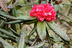 Maha rath mala (Rhododendron arboreum ssp. zeylanicum) is a rare sub-species of Rhododendron arboreum found in Central Highlands of Sri Lanka.