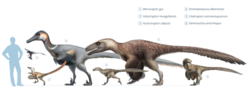 Size of Microraptor (1) compared with other dromaeosaurs