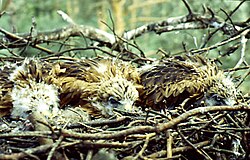 Juveniles at nest, Berlin