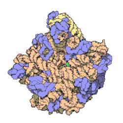 Figure 4: Atomic structure of the 50S subunit from Haloarcula marismortui. Proteins are shown in blue and the two RNA chains in brown and yellow.[45] The small patch of green in the center of the subunit is the active site.