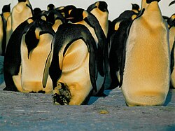 Emperor penguin feeding a chick