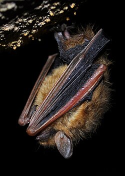 Tri-colored bat Perimyotis subflavus in torpor (family Vespertilionidae)