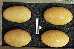 Eggs, Collection Museum Wiesbaden
