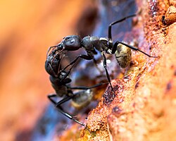 Two Camponotus sericeus workers communicating through touch and pheromones