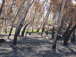 Eucalyptus trees bent over due to the high winds and heat of the October 2007 California wildfires. They are located in the San Dieguito River Park of San Diego County and leaning west.