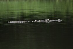 Even a cruising crocodile is difficult to locate