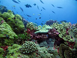 This coral reef in the Phoenix Islands Protected Area provides habitat for numerous marine species.