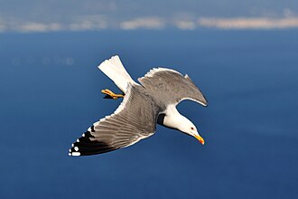 A yellow-legged gull (Larus michahellis) in flight. Apical spots tinge the row of feathers on the trailing edges of its wings.