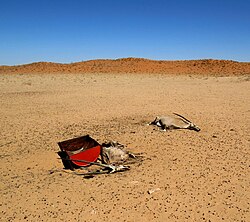 Pair of dead oryx in Namibia during the 2018–19 Southern Africa drought.
