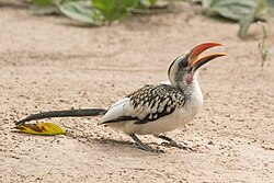 A western red-billed hornbill.