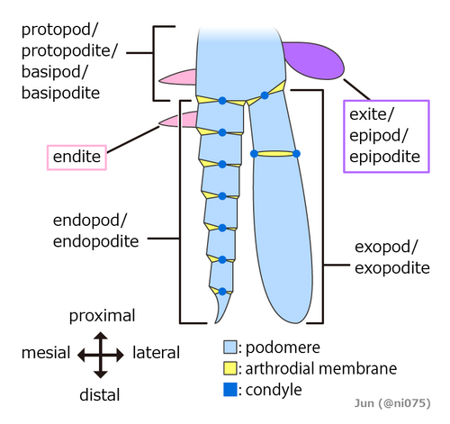 Structure of a biramous appendage.[21]