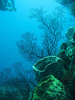 Coral reef near Soufrière Quarter, Saint Lucia