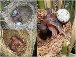 A cuckoo chick evicts all the other eggs from a nest.