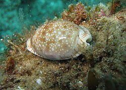 The gnawed cowry was named Cypraea erosa in 1758.