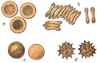 Typical mammalian red blood cells: (a) seen from surface; (b) in profile, forming rouleaux; (c) rendered spherical by water; (d) rendered crenate (shrunken and spiky) by salt. (c) and (d) do not normally occur in the body. The last two shapes are due to water being transported into, and out of, the cells, by osmosis.