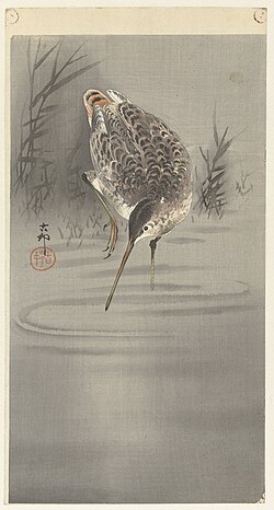 Snipe in Water, by Ohara Koson. Japan, 1900–1930
