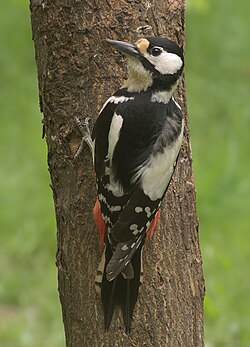 Female Dendrocopos major major