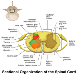 Sectional organization of spinal cord