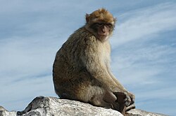 The Barbary macaque was included in the 10th edition as Simia sylvanus.
