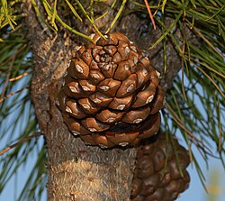 Cone