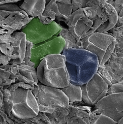 A late Silurian sporangium, artificially colored. Green: A spore tetrad. Blue: A spore bearing a trilete mark – the Y-shaped scar. The spores are about 30–35 μm across.