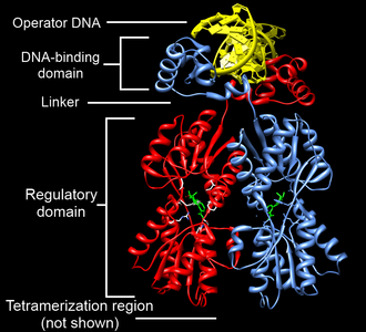 Domain architecture example: Lactose Repressor (LacI). The N-terminal DNA binding domain (labeled) of the lac repressor binds its target DNA sequence (gold) in the major groove using a helix-turn-helix motif. Effector molecule binding (green) occurs in the regulatory domain (labeled). This triggers an allosteric response mediated by the linker region (labeled).