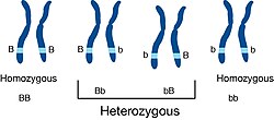 Heterozygous