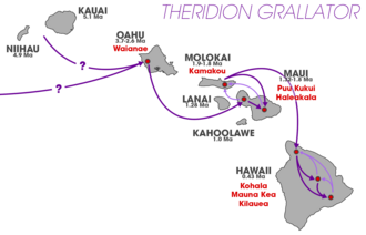 The colonization pathways of Theridion grallator through the eastern Hawaii islands