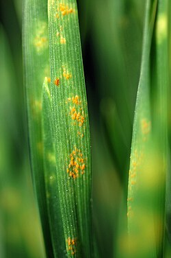 Rust-affected wheat seedlings