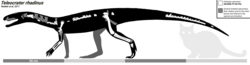 Skeletal reconstruction of Teleocrater