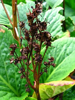 Fruit of Bergenia cordifolia