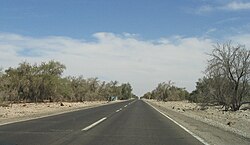 View of a forest in Pampa del Tamarugal from Chile Route 5. These forests were once devastated by the demand of firewood associated with saltpeter mining.
