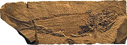 Fossil of the Permian †palaeonisciform †Palaeoniscum freieslebeni