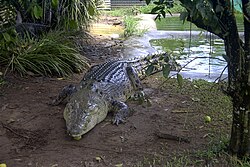 A saltwater crocodile in captivity