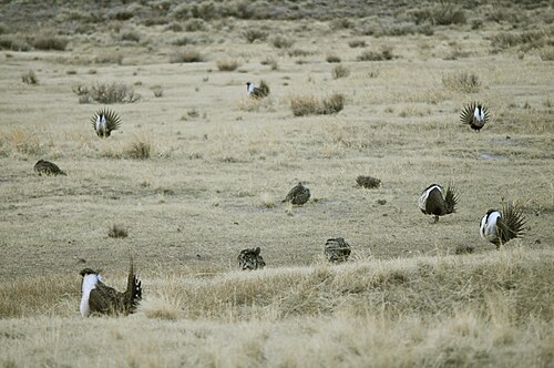 Greater sage-grouse at a lek, with multiple males displaying for the less conspicuous females