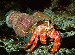 Dardanus calidus with Calliactis parasitica
