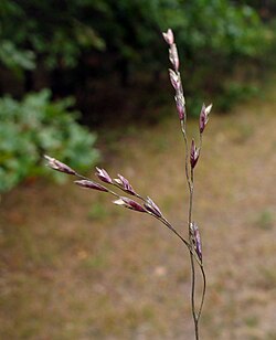 "Bluegrass": The seed pods go from green to purplish blue to brown. During the purplish blue phase the seed stems have a navy-blue coating.