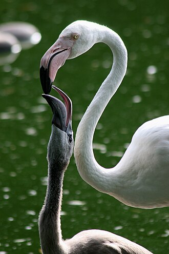 A greater flamingo chick in Zoo Basel is fed crop milk