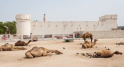 Camels next to Al Koot Fort, built in 1927, by Abdullah bin Jassim Al Thani