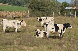 Cattle in Rio Grande do Sul.