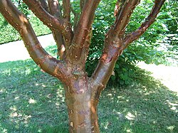 Acer griseum is widely grown for its decorative bark