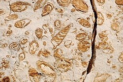 Cretaceous_Gastropod_Fossils_Lebanon